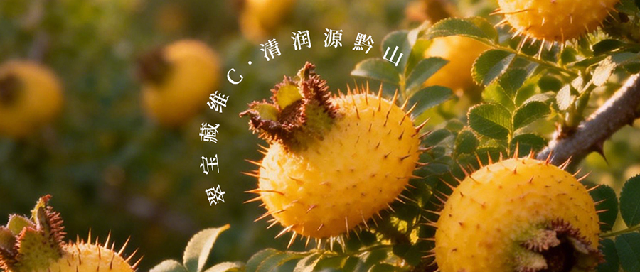 黔山藏 “綠寶”，一口鎖鮮維C